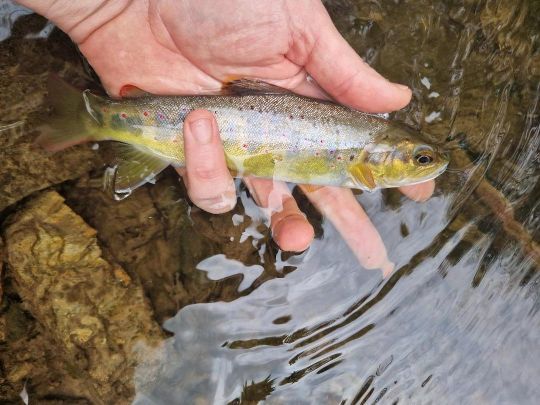 Les pêcheurs de truites connaissent l'importance de lire la rivière pour localiser les poissons.