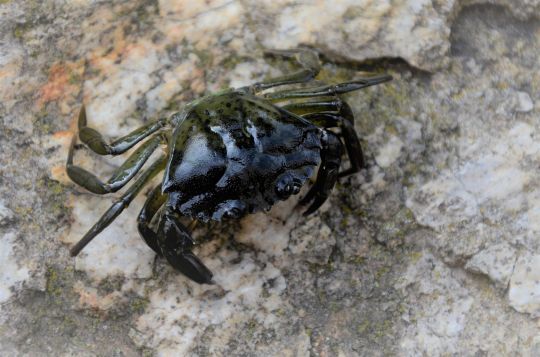 Un crabe vivant est un très bon appât pour pêcher dans l'écume