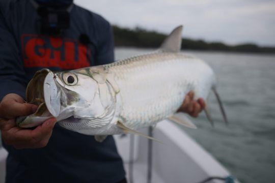 Des poissons emblématiques pour les pêcheurs en Guyane