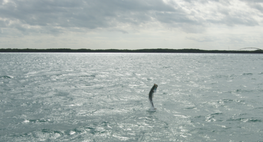 Le tarpon est extrêmement combatif et sauteur! Un plaisir pour le pêcheur sportif