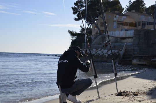 Une espèce notamment recherchée en surfcasting