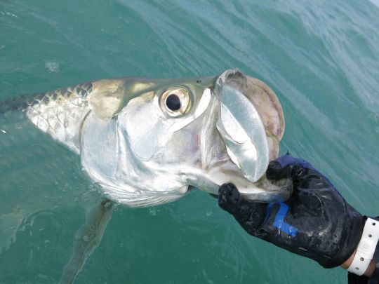 Le tarpon nécessite un matériel spécifique et un bas de ligne résistant pour résister à l'abrasion de ces dents