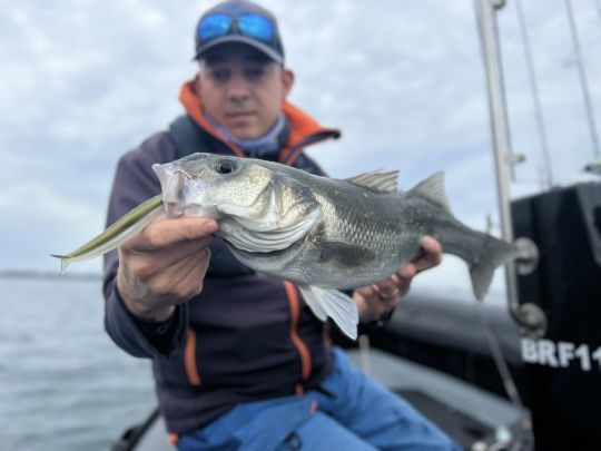 Les bars raffolent du Crazy Sand Eel, surtout le 180 qui permet de pêcher beaucoup de spots