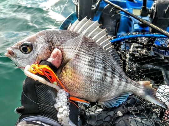 Pêcher les daurades grises