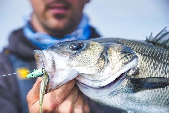 Prendre de gros bars en finesse décuple le plaisir du pêcheur.