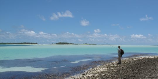 Les carangues sont très combatives comme cette yellow spotted trevally seychellesoise