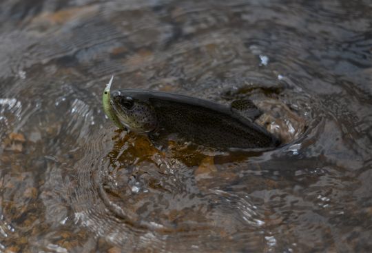 Ces poissons nageurs sont très efficaces sur les poissons peu actifs