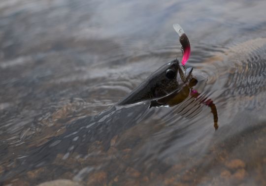 C'est un type de leurre dur à maitriser lorsqu'on pêche régulièrement en réservoir au leurre