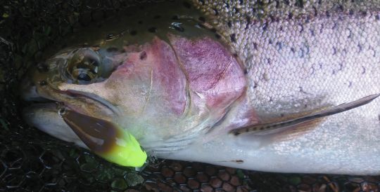 Les crankbait séduisent régulièrement les gros poissons