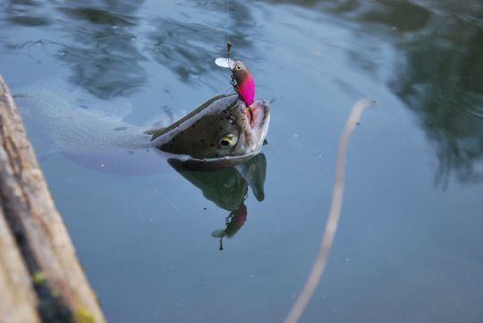 Cette truite a  attaqué ce crankbait en surface