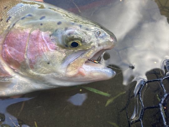 Trouver le bon modèle peut prendre un peu de temps. Il faut changer régulièrement de coloris, tailles et modèles de mouche 