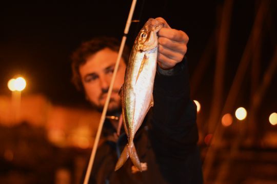 Les chinchards sont très présents en Corse et se pêche toute l'année