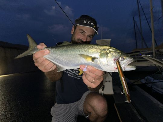 Un beau tassergal Corse leurré au minnow dans un port