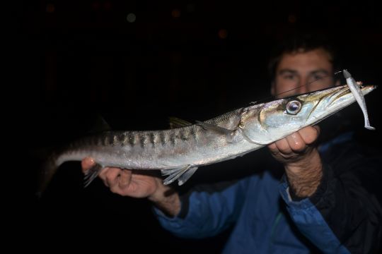 Les barracudas sont très présents en Corse et chassent la nuit