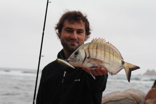 Les leurres de surface coulant, comme le water monitor d'illex, permet de lancer loin même par fort vent et de pêcher des zones peu profondes