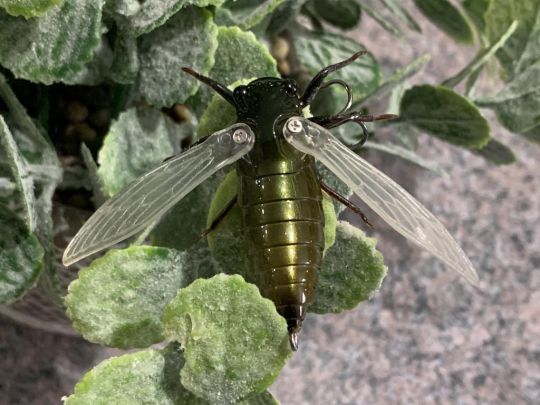 Les ailes se déploient.