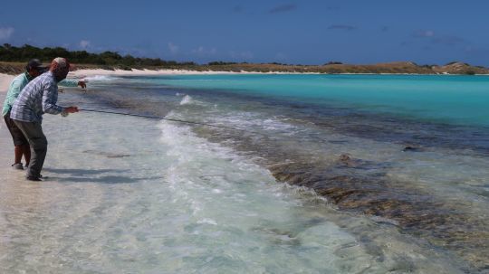 Le baliste affectionne les fonds rocheux et le corail où il vient déloger ses proies la queue hors de l'eau! 