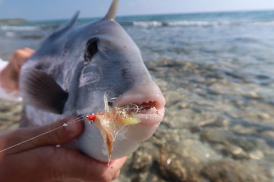 La dentition de la baliste est impressionante !