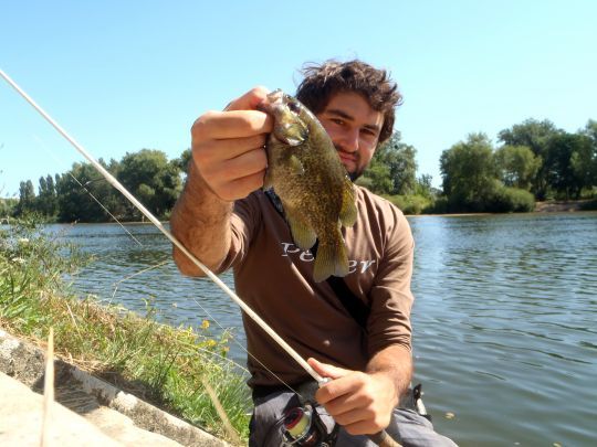 Un beau crapet leurré au leurre souple