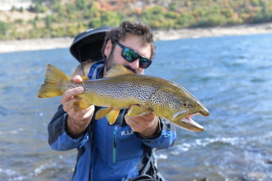 Grosse truite de lac leurrée sur un petit minnow coulant