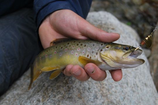 La cuillère tournante est redoutable pour les prospections en rivières