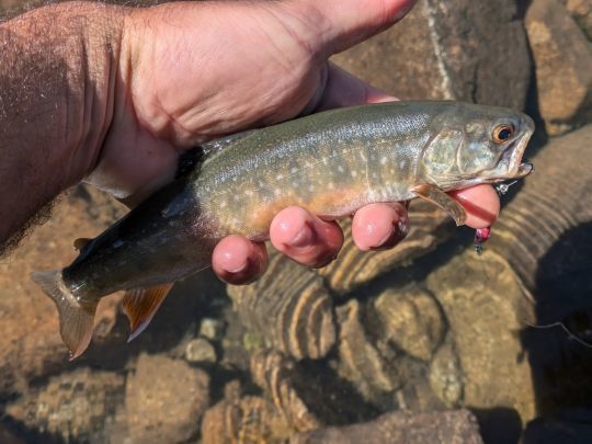 Les jigs métalliques sont très efficaces sur les ombles chevaliers