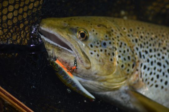 Les minnows coulants sont un leurre indispensable pour la traque de la truite au leurre