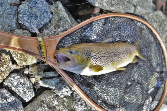 Un gros poisson leurré sur un Illex Squirrel