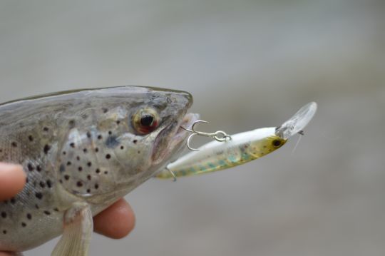 Il est important de possèder quelques poissons nageurs pour pêcher lentement vers l'aval