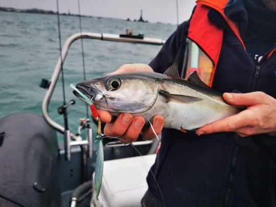 L'efficacité des assist hooks est réelle ! Le nombre de décrochés est considérablement réduit.