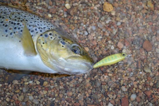 Les petits poissons nageurs suspending sont très efficaces dans les petits milieux