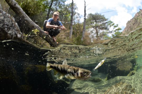 Les petits poissons nageurs sont indispensable en été dans les ruisseaux