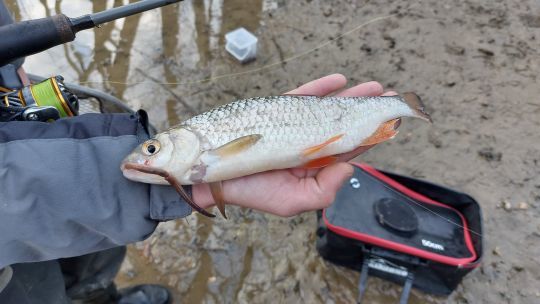 Pêcher de nombreuses espèces aux vers