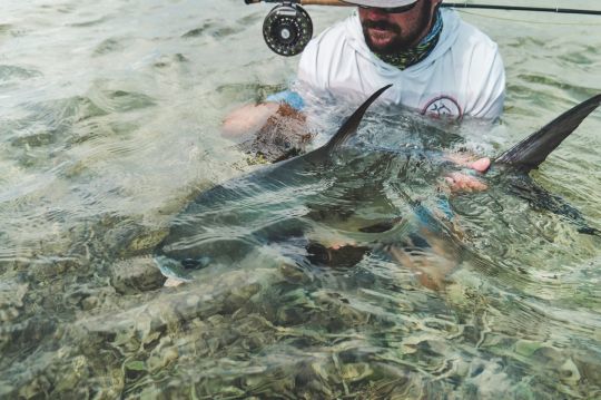 De beaux poissons et de belles images