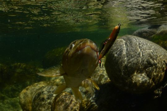 Sous utilisé, les lipless minnows sont pourtant très efficaces