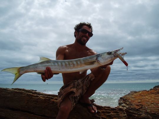 Barracuda australien