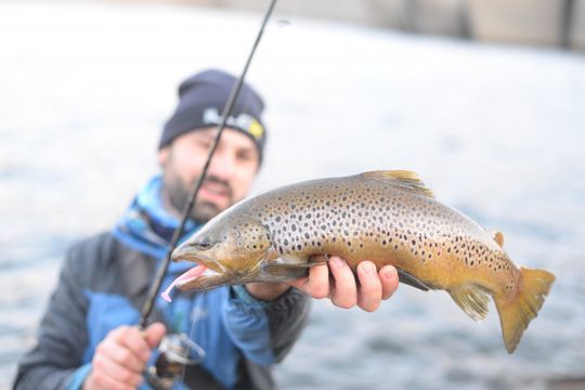 En début de saison, les shads sont efficaces lorsque les poissons évoluent proche du fond