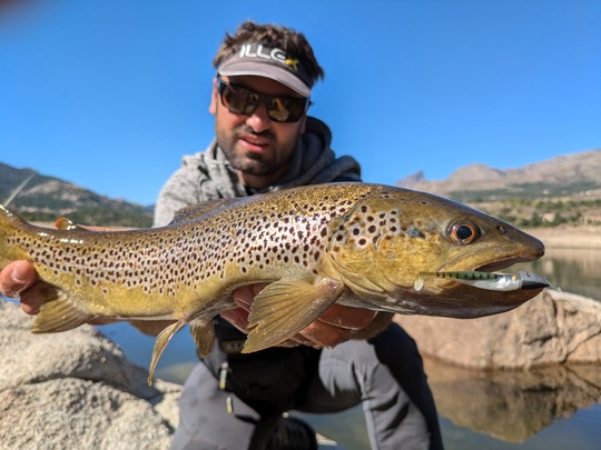 Une belle truite leurrée sur un petit shad imitatif (Illex Magic Slim shad 2")