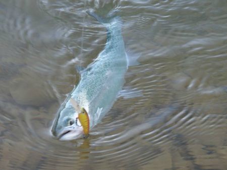 Un poisson singulier