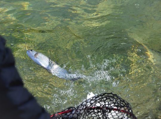 Pêcher plus souvent en baissant les quotas de prises