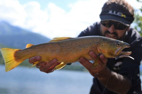 Une belle truite de lac au finesse!