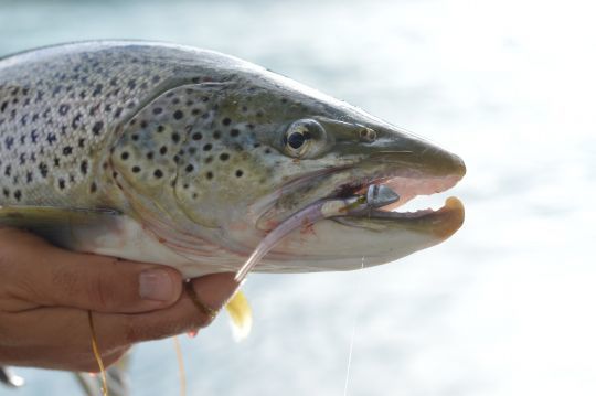 Les finesses permettent de leurrer de gros salmonidés