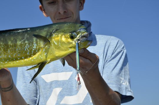 La dorade coryphène, un poisson emblématique à Malte