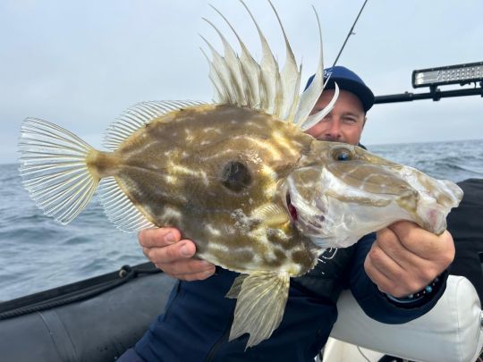 Le saint-pierre, un poisson à préserver