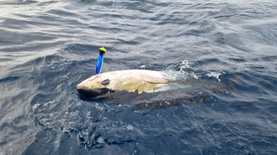 Une influence sur les quotas de pêche de certaines espèces comme le thon rouge