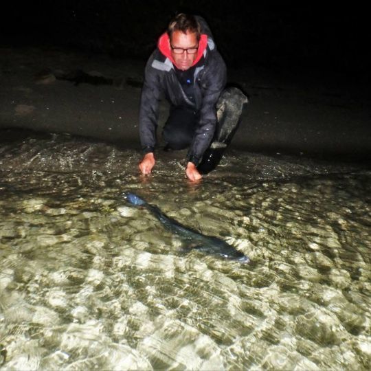 L'automne reste la saison la plus prolifique pour la pêche du bar, surtout de nuit. Les gros poissons aiment s'approcher du bord de côte, souvent très riche en nourriture.