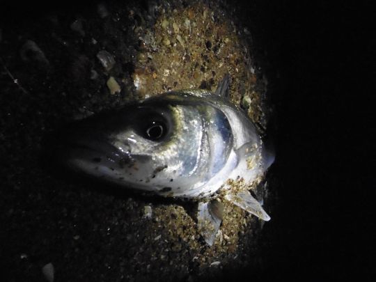 La pêche en linéaire est très efficace. Le ferrage devra être un point d'attention particulier pour ne pas manquer la prise !