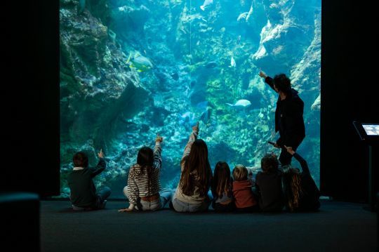 Découvrir la faune sous-marine