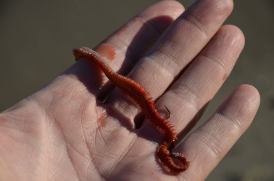 Un ver bien présenté pour pêcher le sar