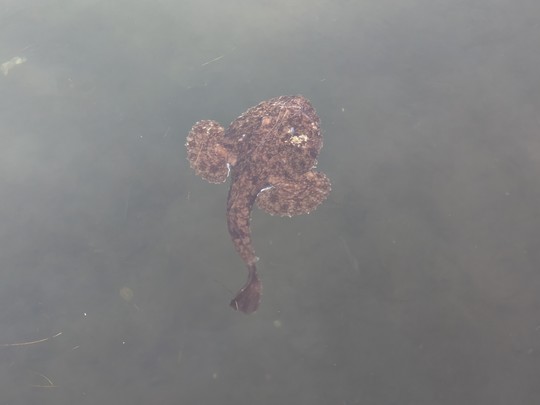 La baudroie s'aventure très rarement en pleine eau...